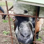 Jausenstation Neuschwand * 히티사우