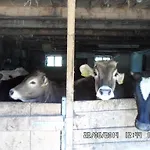 Gospodarstwo agroturystyczne Jausenstation Neuschwand *