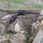 Gospodarstwo agroturystyczne Jausenstation Neuschwand *