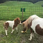Jausenstation Neuschwand Gospodarstwo agroturystyczne Hittisau