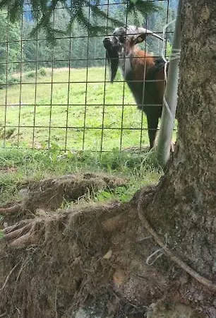 Jausenstation Neuschwand ファームステイ *