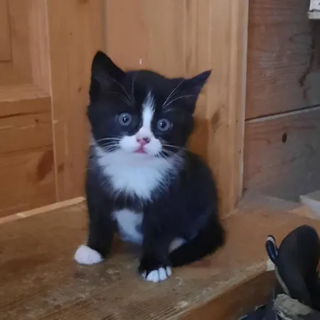 Jausenstation Neuschwand Çiftlik konaklama Hittisau