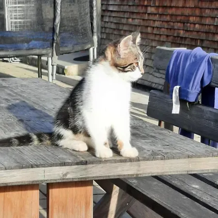 Çiftlik konaklama Jausenstation Neuschwand Hittisau