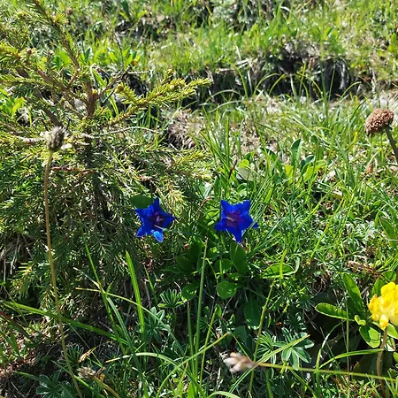 Jausenstation Neuschwand Çiftlik konaklama Hittisau
