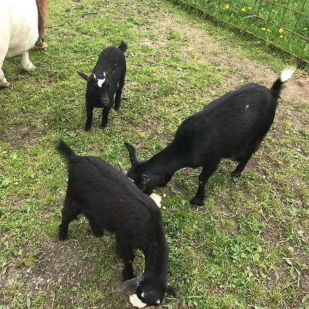 Çiftlik konaklama Jausenstation Neuschwand *