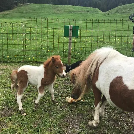Jausenstation Neuschwand Çiftlik konaklama Hittisau