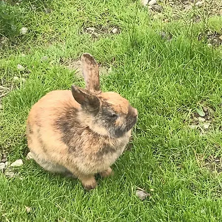Jausenstation Neuschwand Hittisau