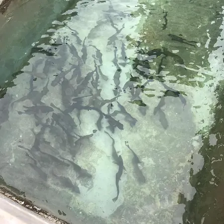 Jausenstation Neuschwand * Hittisau