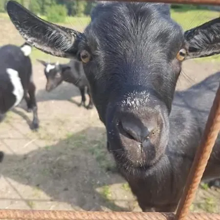 Jausenstation Neuschwand *