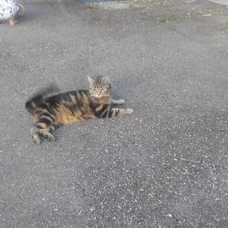 Çiftlik konaklama Jausenstation Neuschwand