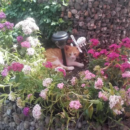 Jausenstation Neuschwand Çiftlik konaklama Hittisau