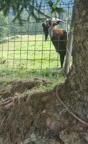 Jausenstation Neuschwand Farm stay *