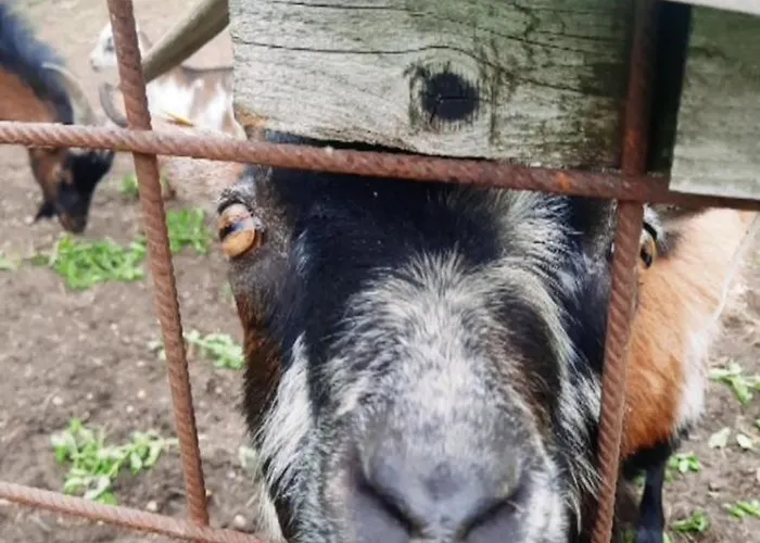 Jausenstation Neuschwand * Hittisau