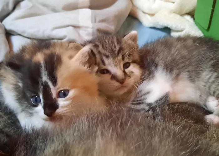 Farm stay Jausenstation Neuschwand *