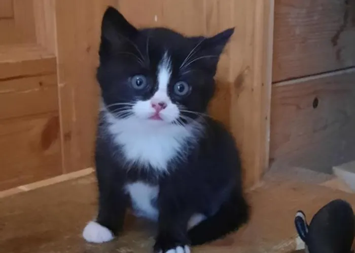 Jausenstation Neuschwand Bauernhof Hittisau