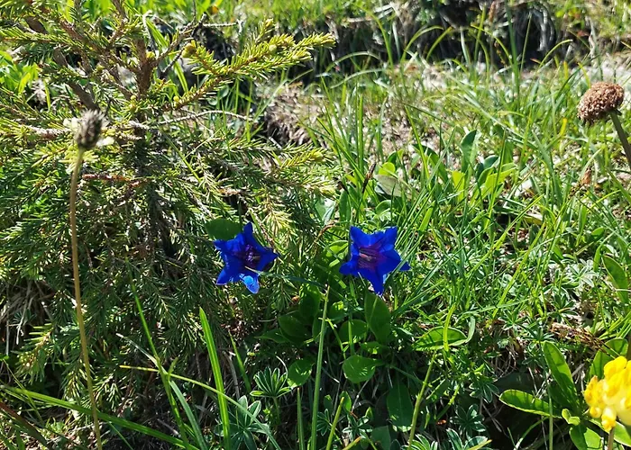 Jausenstation Neuschwand Bauernhof Hittisau