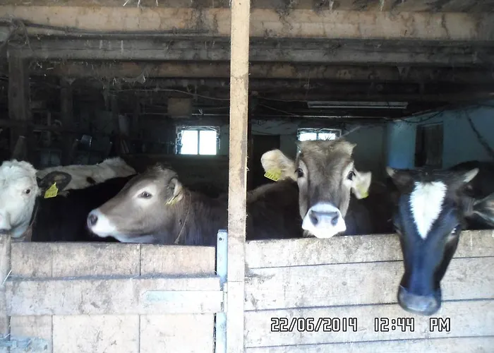 Farm stay Jausenstation Neuschwand *