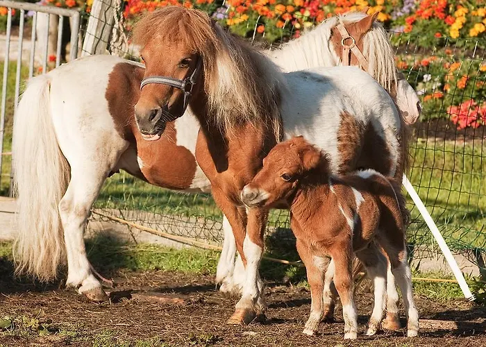 Bauernhof Jausenstation Neuschwand