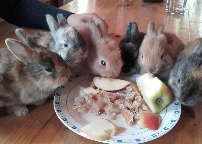 Jausenstation Neuschwand Hittisau