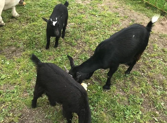 Bauernhof Jausenstation Neuschwand *