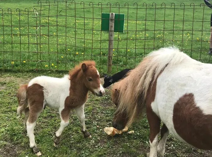 Jausenstation Neuschwand Bauernhof Hittisau