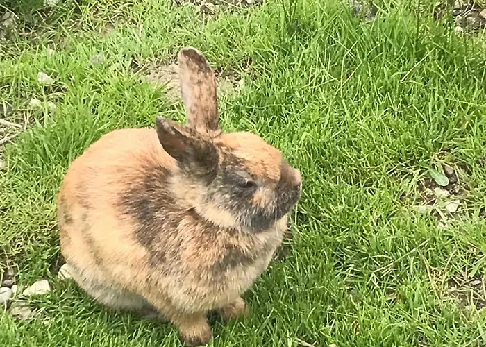 Jausenstation Neuschwand Hittisau