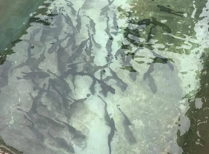 Jausenstation Neuschwand * Hittisau