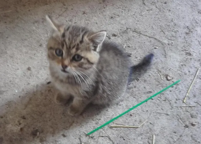 Jausenstation Neuschwand